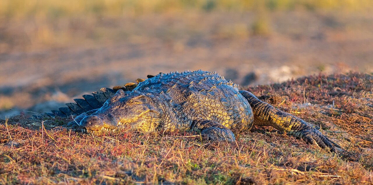 Age 3, a Crocodile, and a Mother Who Jumped Into the Enclosure - UK Zoo Nightmare